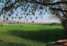 आमदारांनी उचलला जलकुंभाचा प्रश्न; सामूहिक प्रयत्नांसाठी जोर द्या